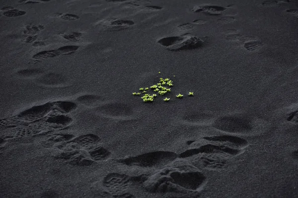 Piante verdi su sabbia vulcanica nera in Islanda — Foto Stock