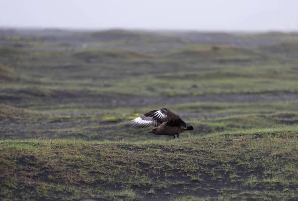 Flying Great skua (Stercorarius skua) en Islande — Photo