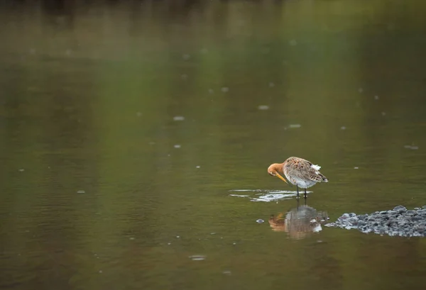 Black tailed Godwit bird in the wild, Islândia — Fotografia de Stock