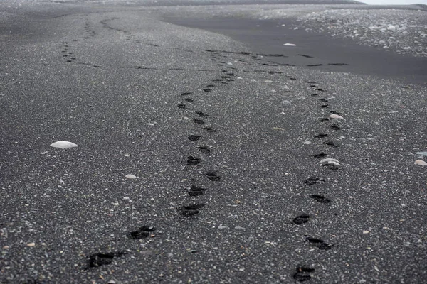 Fußabdrücke im schwarzen Sand an einem Strand in Island — Stockfoto