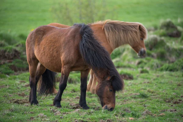 Islandští koně ve Vysočině, Island — Stock fotografie