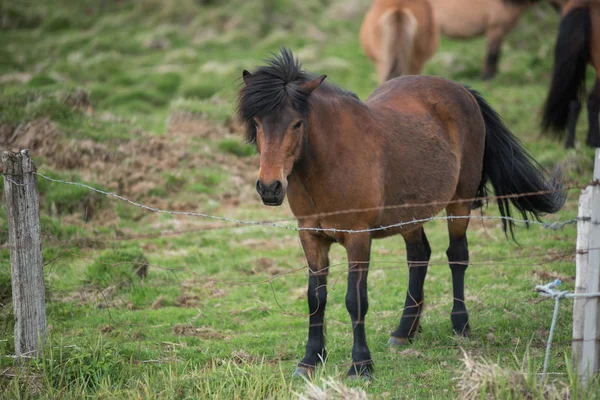 IJslandse paarden in de hooglanden, IJsland — Stockfoto