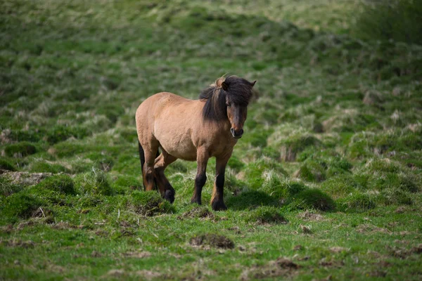 Icelandic horses in the highlands, Iceland — Stock Photo, Image