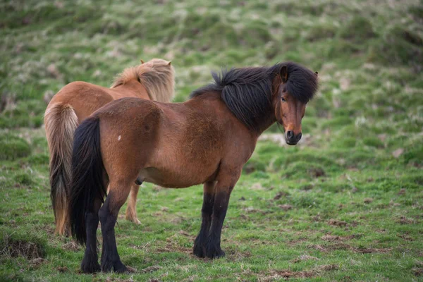Cavalos islandeses nas terras altas, Islândia — Fotografia de Stock