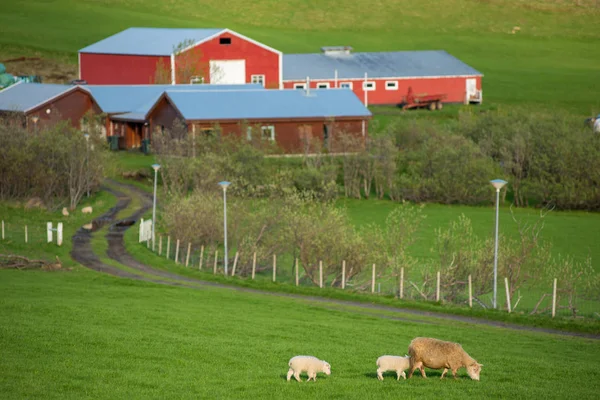 冰岛景观与放牧的羊 — 图库照片