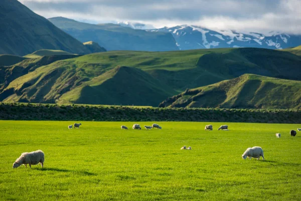 Isländische Landschaft mit grasenden Schafen — Stockfoto