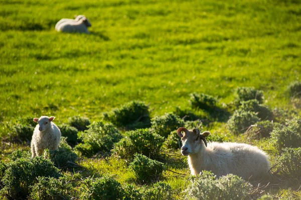 Paesaggio islandese con pecore al pascolo — Foto Stock