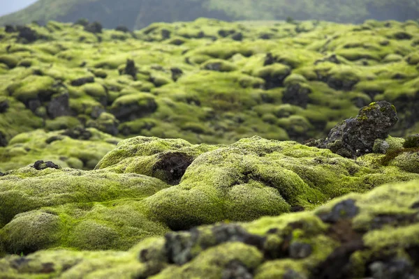 Campo de lava Eldhraun en Islandia — Foto de Stock