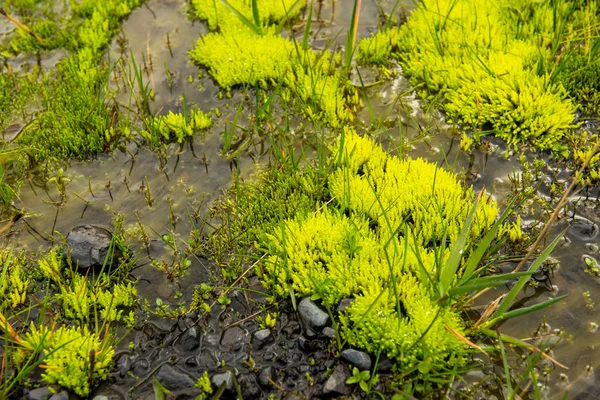 Helder groen mos in IJsland — Stockfoto