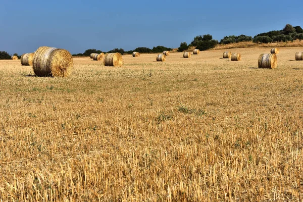 Halm balar på åkermark med blå himmel — Stockfoto