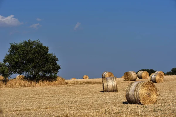 Halm balar på åkermark med blå himmel — Stockfoto
