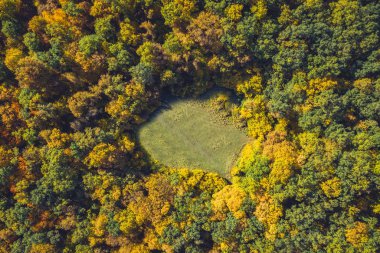 Bir drone bir orman açıklık üst görünümü