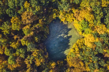 Bir drone bir orman açıklık üst görünümü