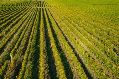 Bağ drone atış, yukarıdan havadan görünümü