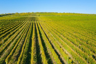 Bağ havadan görünümü