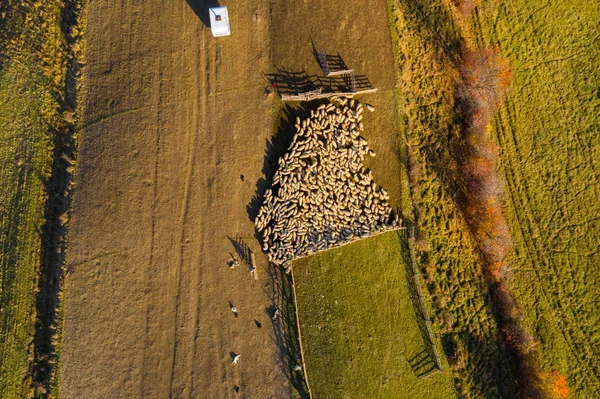 Drone aéreo tiro de ovelhas — Fotografia de Stock