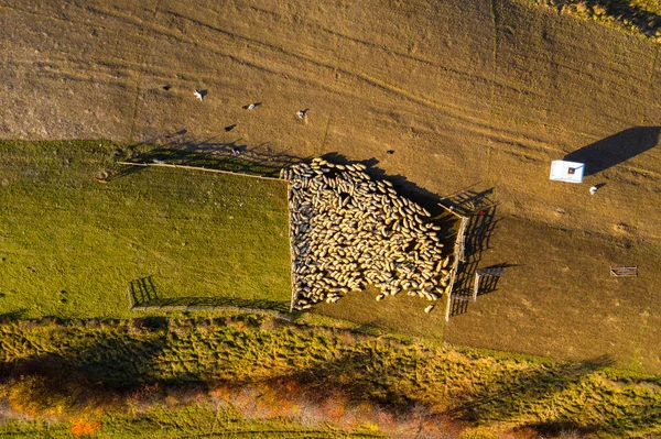 羊の空中ドローンショット — ストック写真