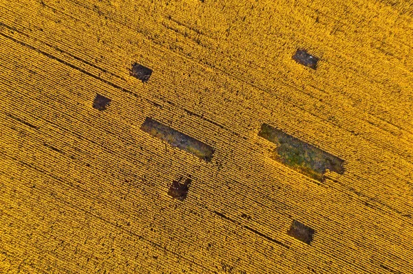 Воздушный обзор зерновых полей на закате — стоковое фото