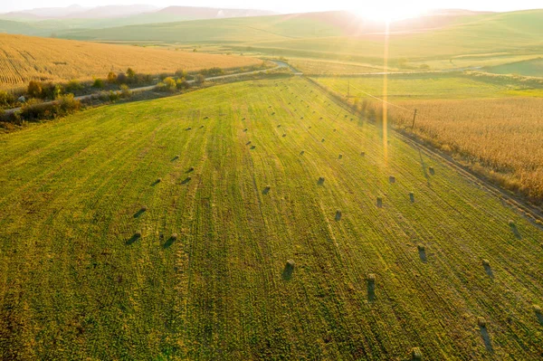 Aerial drone photo of hay rolls in the wheat — Stock Photo, Image