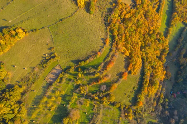 Sonbahar çayır ı ve orman Drone görünümü — Stok fotoğraf