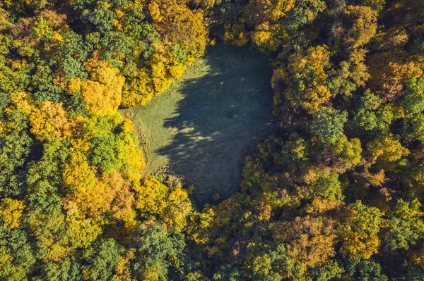 Top vy över en skogsglänta från en drönare — Stockfoto