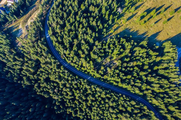 Vista aérea de pinhal verde e uma estrada — Fotografia de Stock