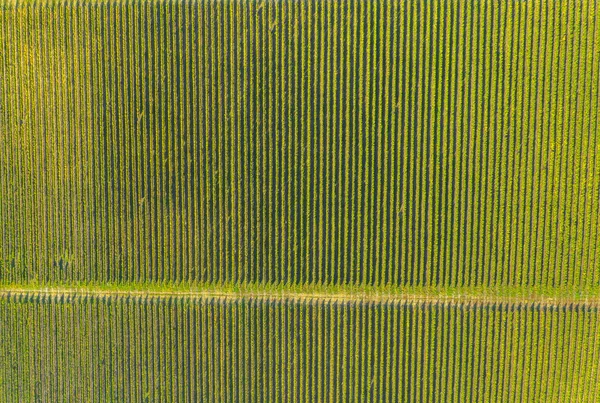 Luftaufnahme des Weinbergs — Stockfoto