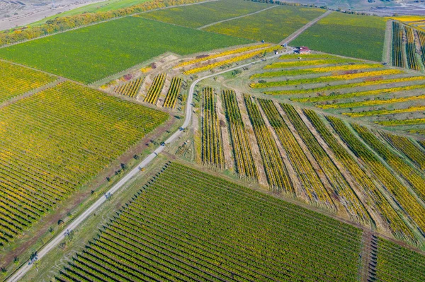 Vista aérea da vinha — Fotografia de Stock