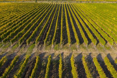Bağ drone atış, yukarıdan havadan görünümü