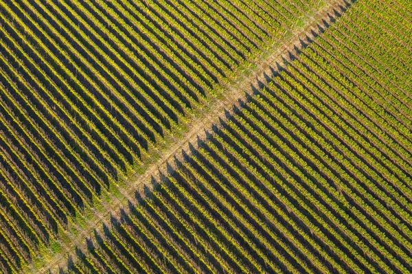 Vista aerea del vigneto — Foto Stock