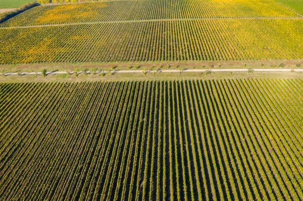Воздушный вид на виноградник — стоковое фото