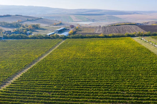 Weinberg-Drohne abgeschossen, Luftaufnahme von oben — Stockfoto