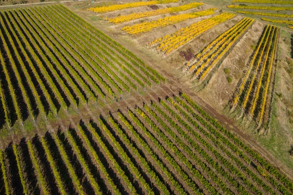 ブドウ園のドローンショット、上空からの航空写真 — ストック写真