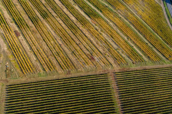 Vineyard drone shot, aerial view from above