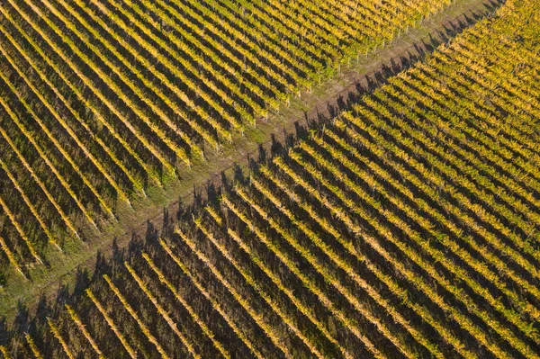 Vista superior del dron de un viñedo en otoño —  Fotos de Stock
