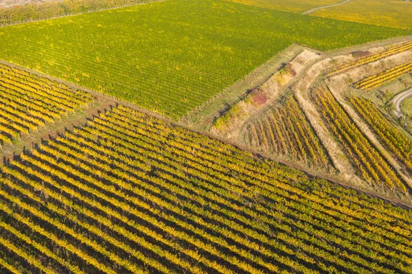 Vista superior del dron de un viñedo en otoño —  Fotos de Stock