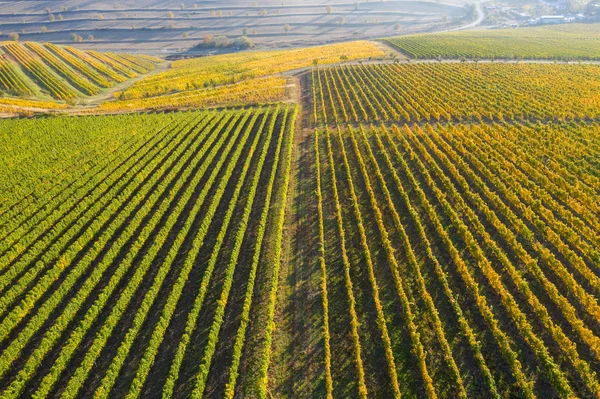 Drone Blick auf einen Weinberg im Herbst — Stockfoto