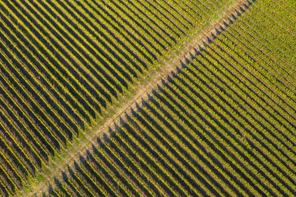 Вид з повітря на виноградник Стокове Зображення