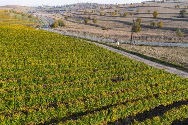 Bağ drone atış, yukarıdan havadan görünümü