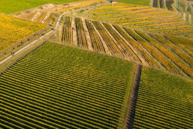 Bağ drone atış, yukarıdan havadan görünümü