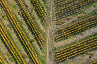 Bağ drone atış, yukarıdan havadan görünümü