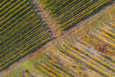 Bağ havadan görünümü