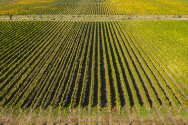 Bağ drone atış, yukarıdan havadan görünümü