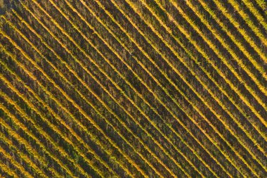 Bağ havadan görünümü