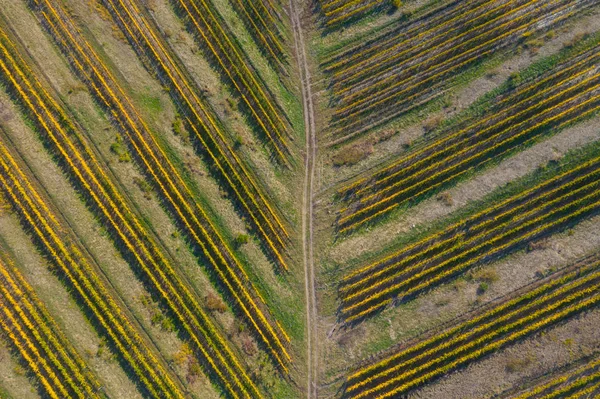 Вид с дрона на виноградник осенью — стоковое фото