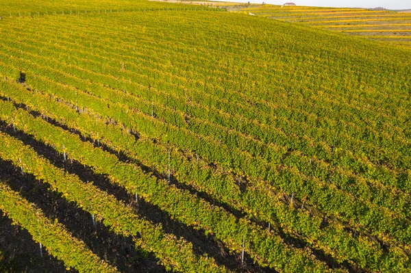 Вид с дрона на виноградник осенью — стоковое фото