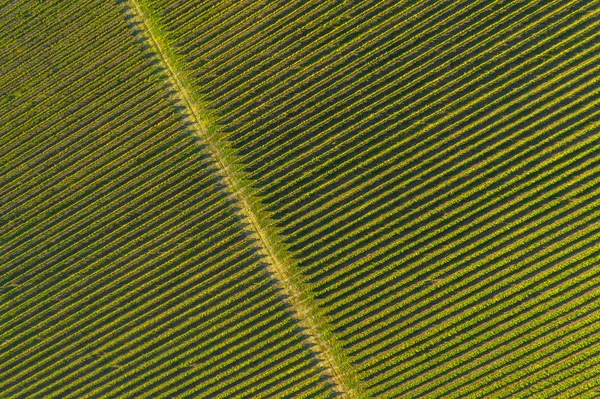 Sonbaharda bir bağın en iyi drone görünümü