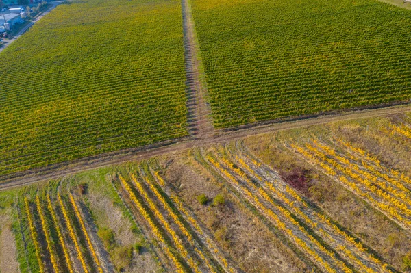 Drone Blick auf einen Weinberg im Herbst — Stockfoto