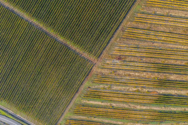 Drone Blick auf einen Weinberg im Herbst — Stockfoto