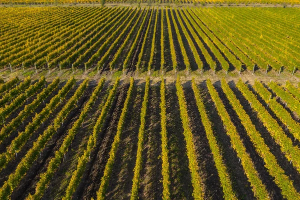 Bağ havadan görünümü